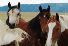 view the Wild & Captive Animals & Raptors collection