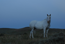 view the Spanish Mustangs: A Breed Remaining True to its Past collection