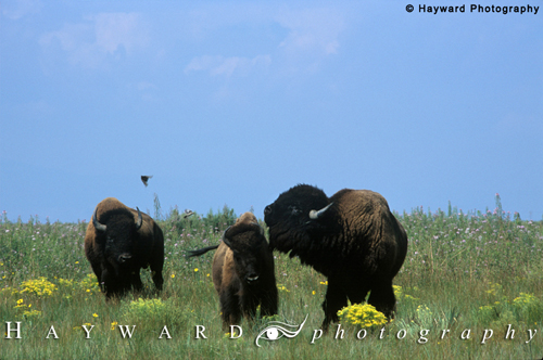 Two Bison Bulls & One Cow. One Bull Towering Over the Cow : 230