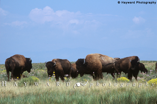 Small Group of Large Bison Herd on Prairie.  252
