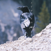 Raven Calling Above Yellowstone River, 360821_406