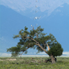 Hawk in Tree, San Luis Valley