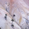 194 Yellowstone River Pastel Cliff Trees, 194