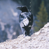Raven Talking Above Yellowstone River, 406