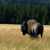 Bison Bull In Fountain Flats Prairie, 380821_0706