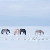5 Horses; 4 Eat, 1 Walk Away