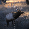 6-Point Bull Elk In Late-Day November Sunlight, 371116_72_Elk