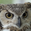 Great Horned Owl, Front, 021