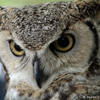 Great Horned Owl, Looking Down, 025