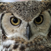 Great Horned Owl, Looking At Me, 032