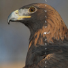 Golden Eagle, Profile, 381123_40