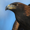 Profile Head Shot of a Golden Eagle, 381123_42