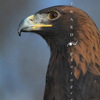 Golden Eagle, Profile, 381123_46