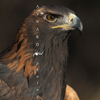 Golden Eagle, Profile, 381123_50