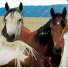 Four Captive Wild Mustangs Check Me Out, 030