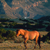 Wild Mustang Mare Feeding, In Very Early Sunlight, 300701_2_034