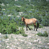 Wild Mustang Mare Looking At Me, 300701_4_23