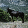 Wild Mustang Stallion on Eastern Pryor Mountains, 300701_4_27
