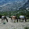 Wild Mustangs; Black Stallion, 3 of his Mares Grazing-300701_4_31