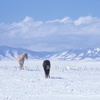 Three Captive Wild Mustangs, 2 Eat, 1 Look Away, 370330_094_3