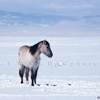 Single Captive WIld Mustang in Snow, Look Away, 370330_095