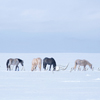 5 Horses, Three Eat, 2 Walk Away, 370330_148