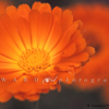 Two Calendula Flowers