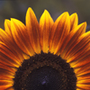Red & Yellow Sun Flower, Top Half