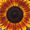 Red & Yellow Sun Flower,Centered