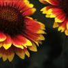 Gaillardia in Browns Park, Colorado