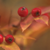Ash Berries & Leaves, Fall 2002