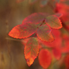 Bright Red & Blue Wild Rose Leaves, Vedauwoo