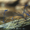Close up Photo of Mating Damsel Flies, 2002, Horiz