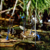 Close up Photo of Mating Damsel Flies Looking At Me