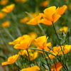 California Poppies in Full Bloom , Horiz