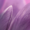 Macro Photo of Lavender-Colored Crocus Blossoms
