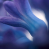 Macro Photo of Bluebell Cluster Flower