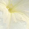 Macro Photo of White Petunia with Early Morning Dew