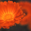 Close Up Photo of Two Calendula Flowers