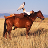 Bethany Zill Resting on the Back of her Horse, Reading the Newspaper
