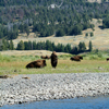Bison Bull Guarding His Cow Lamar Valley, 380821_0199